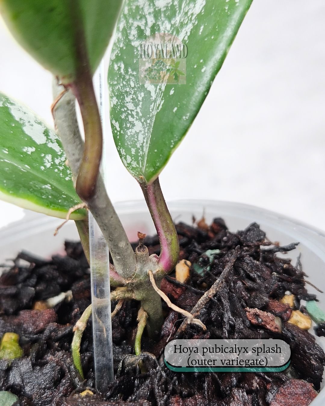 Ultra Rare Hoya Pubicalyx pink silver albo outer variegated splash